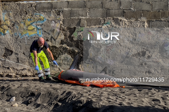 Two thresher shark specimens are found stranded and lifeless on the seashore near Lido La Scala in Torre del Greco, Naples, on November 1. C...