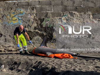 Two thresher shark specimens are found stranded and lifeless on the seashore near Lido La Scala in Torre del Greco, Naples, on November 1. C...