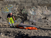 Two thresher shark specimens are found stranded and lifeless on the seashore near Lido La Scala in Torre del Greco, Naples, on November 1. C...