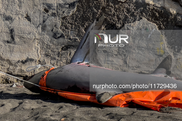 Two thresher shark specimens are found stranded and lifeless on the seashore near Lido La Scala in Torre del Greco, Naples, on November 1. C...