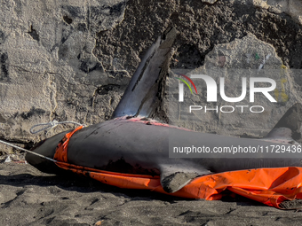 Two thresher shark specimens are found stranded and lifeless on the seashore near Lido La Scala in Torre del Greco, Naples, on November 1. C...