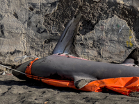 Two thresher shark specimens are found stranded and lifeless on the seashore near Lido La Scala in Torre del Greco, Naples, on November 1. C...