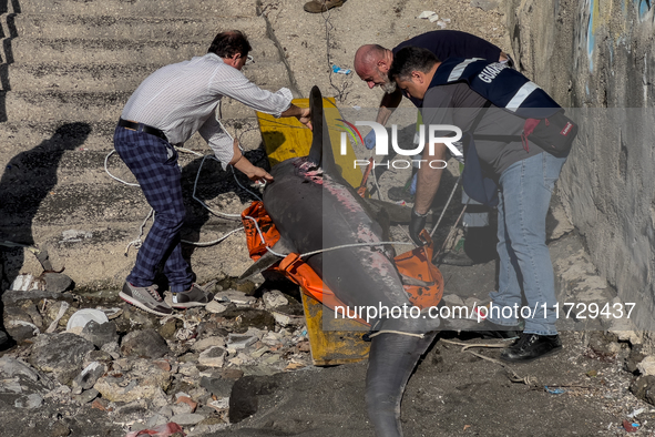 Two thresher shark specimens are found stranded and lifeless on the seashore near Lido La Scala in Torre del Greco, Naples, on November 1. C...