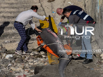 Two thresher shark specimens are found stranded and lifeless on the seashore near Lido La Scala in Torre del Greco, Naples, on November 1. C...