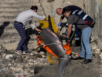 Two thresher shark specimens are found stranded and lifeless on the seashore near Lido La Scala in Torre del Greco, Naples, on November 1. C...