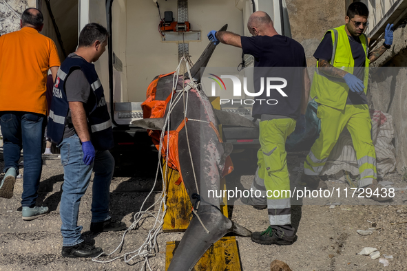 Two thresher shark specimens are found stranded and lifeless on the seashore near Lido La Scala in Torre del Greco, Naples, on November 1. C...