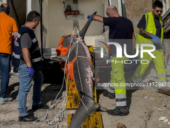 Two thresher shark specimens are found stranded and lifeless on the seashore near Lido La Scala in Torre del Greco, Naples, on November 1. C...