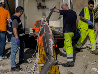 Two thresher shark specimens are found stranded and lifeless on the seashore near Lido La Scala in Torre del Greco, Naples, on November 1. C...