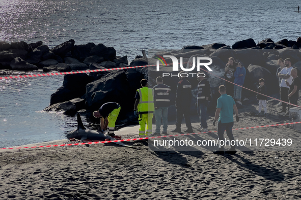 Two thresher shark specimens are found stranded and lifeless on the seashore near Lido La Scala in Torre del Greco, Naples, on November 1. C...