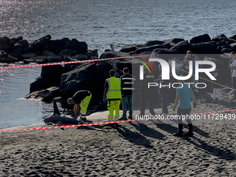 Two thresher shark specimens are found stranded and lifeless on the seashore near Lido La Scala in Torre del Greco, Naples, on November 1. C...