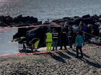 Two thresher shark specimens are found stranded and lifeless on the seashore near Lido La Scala in Torre del Greco, Naples, on November 1. C...