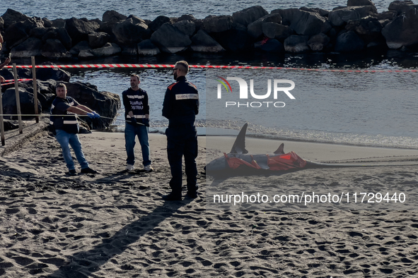 Two thresher shark specimens are found stranded and lifeless on the seashore near Lido La Scala in Torre del Greco, Naples, on November 1. C...