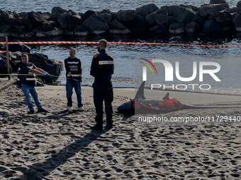 Two thresher shark specimens are found stranded and lifeless on the seashore near Lido La Scala in Torre del Greco, Naples, on November 1. C...