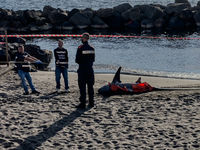 Two thresher shark specimens are found stranded and lifeless on the seashore near Lido La Scala in Torre del Greco, Naples, on November 1. C...