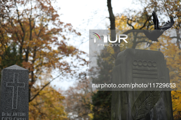 A crow is at the Rakowicki Cemetery during preparations for All Saints' Day in Krakow, Poland, on October 30, 2024. November 1 is celebrated...