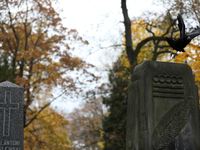 A crow is at the Rakowicki Cemetery during preparations for All Saints' Day in Krakow, Poland, on October 30, 2024. November 1 is celebrated...