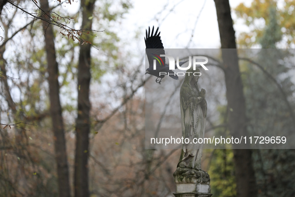 A crow is at the Rakowicki Cemetery during preparations for All Saints' Day in Krakow, Poland, on October 30, 2024. November 1 is celebrated...