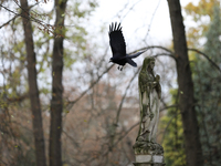 A crow is at the Rakowicki Cemetery during preparations for All Saints' Day in Krakow, Poland, on October 30, 2024. November 1 is celebrated...