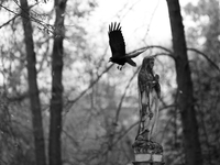 A crow is at the Rakowicki Cemetery during preparations for All Saints' Day in Krakow, Poland, on October 30, 2024. November 1 is celebrated...