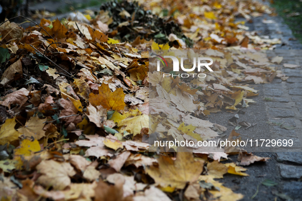 Yellow autumn leaves are at the Rakowicki Cemetery during preparations for All Saints' Day in Krakow, Poland, on October 30, 2024. November...