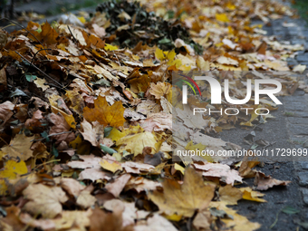 Yellow autumn leaves are at the Rakowicki Cemetery during preparations for All Saints' Day in Krakow, Poland, on October 30, 2024. November...