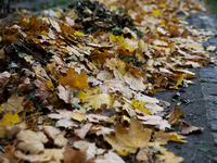 Yellow autumn leaves are at the Rakowicki Cemetery during preparations for All Saints' Day in Krakow, Poland, on October 30, 2024. November...