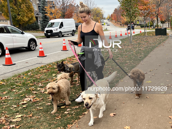 A professional dog walker is in Vaughan, Ontario, Canada, on October 31, 2024. 