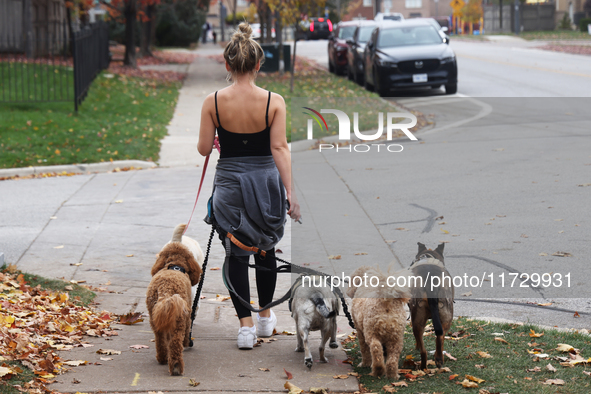 A professional dog walker is in Vaughan, Ontario, Canada, on October 31, 2024. 