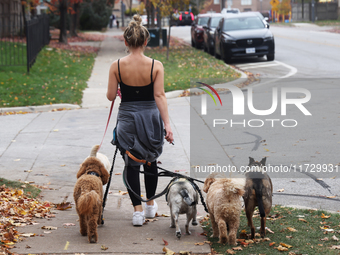 A professional dog walker is in Vaughan, Ontario, Canada, on October 31, 2024. (