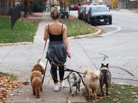 A professional dog walker is in Vaughan, Ontario, Canada, on October 31, 2024. (