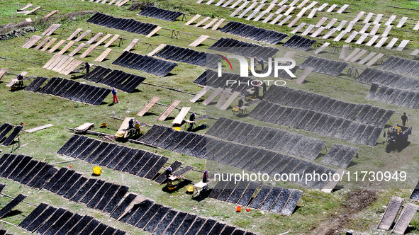 Farmers dry freshly harvested laver in Fuzhou, China, on November 2, 2024. 