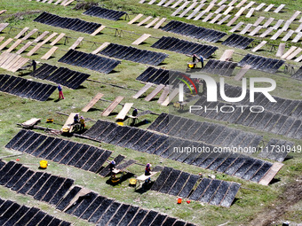 Farmers dry freshly harvested laver in Fuzhou, China, on November 2, 2024. (