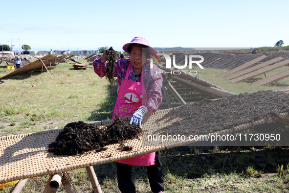 Farmers dry freshly harvested laver in Fuzhou, China, on November 2, 2024. 