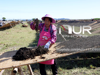 Farmers dry freshly harvested laver in Fuzhou, China, on November 2, 2024. (