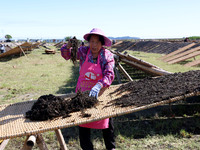 Farmers dry freshly harvested laver in Fuzhou, China, on November 2, 2024. (