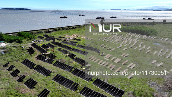 Farmers dry freshly harvested laver in Fuzhou, China, on November 2, 2024. 