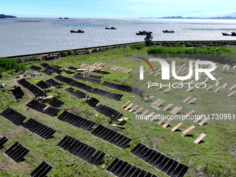 Farmers dry freshly harvested laver in Fuzhou, China, on November 2, 2024. (