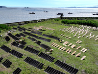 Farmers dry freshly harvested laver in Fuzhou, China, on November 2, 2024. (