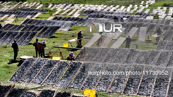 Farmers dry freshly harvested laver in Fuzhou, China, on November 2, 2024. 