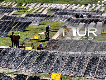 Farmers dry freshly harvested laver in Fuzhou, China, on November 2, 2024. (