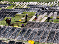 Farmers dry freshly harvested laver in Fuzhou, China, on November 2, 2024. (