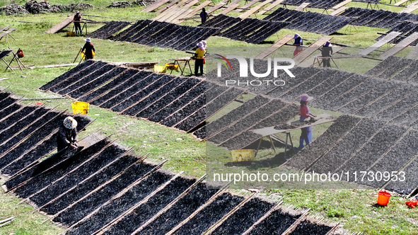 Farmers dry freshly harvested laver in Fuzhou, China, on November 2, 2024. 