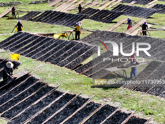 Farmers dry freshly harvested laver in Fuzhou, China, on November 2, 2024. (