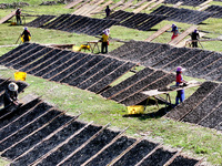 Farmers dry freshly harvested laver in Fuzhou, China, on November 2, 2024. (