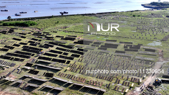 Farmers dry freshly harvested laver in Fuzhou, China, on November 2, 2024. 