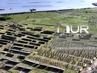 Farmers dry freshly harvested laver in Fuzhou, China, on November 2, 2024. (