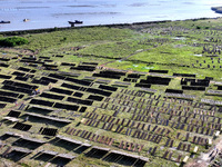 Farmers dry freshly harvested laver in Fuzhou, China, on November 2, 2024. (