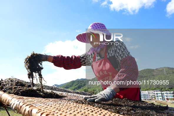 Farmers dry freshly harvested laver in Fuzhou, China, on November 2, 2024. 