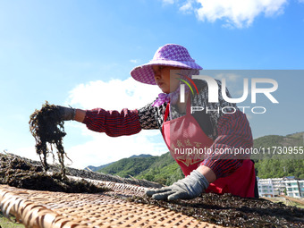 Farmers dry freshly harvested laver in Fuzhou, China, on November 2, 2024. (