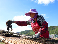 Farmers dry freshly harvested laver in Fuzhou, China, on November 2, 2024. (